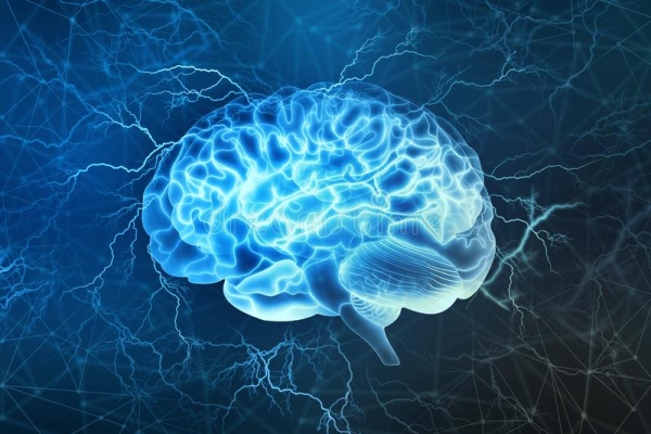brain drawing